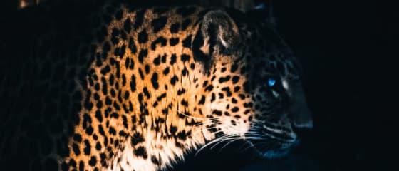 Yggdrasil Partners ReelPlay vapauttaa Jaguar SuperWays Bad Dingosta